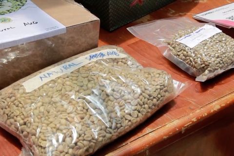 Mendorong petani di Sumbar terapkan perkebunan kopi organik