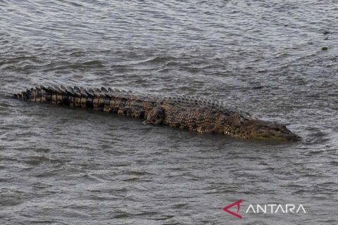 Tak lagi berkalung ban bekas, buaya ini kini leluasa berjemur di Sungai Palu