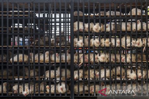 Distribusi Ayam Pedaging di Palu