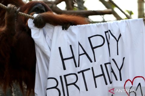 Orangutan Bella, yang tertua di dunia kini berusia 61 tahun