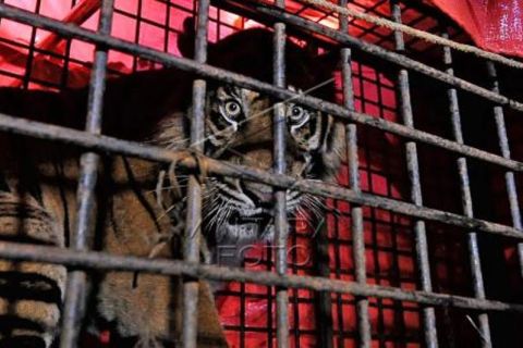 Penyelamatan Harimau Sumatera Di Jambi