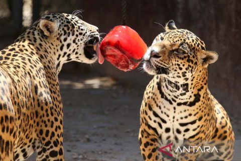 Dampak suhu panas di Meksiko