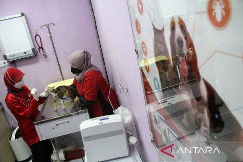 Jasa penitipan hewan peliharaan di Surabaya