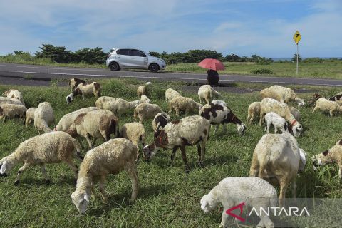 Jalur pantai selatan Jawa sepi pemudik