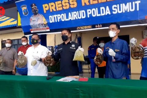 Polda Sumut gagalkan penyelundupan ratusan belangkas ke luar negeri