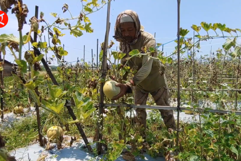 Hasil panen melimpah, Ramadhan jadi berkah bagi petani melon di Batang