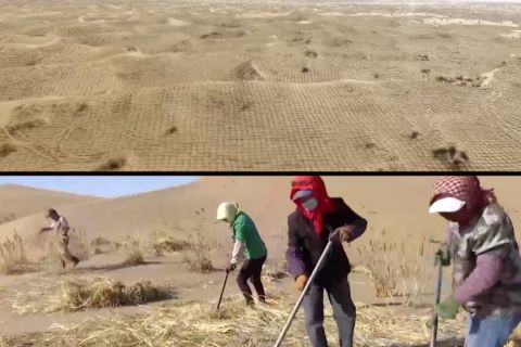 Jerami berpola papan catur bantu pengendalian pasir di Gurun Ulan Buh