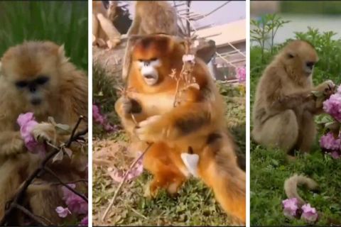 Menengok monyet emas Qinling menyantap bunga di musim semi