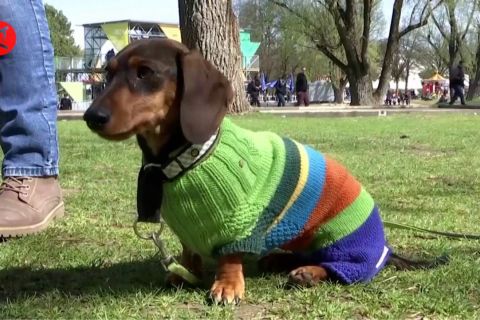 Munich menandai ulang tahun Olimpiade dengan dachshund