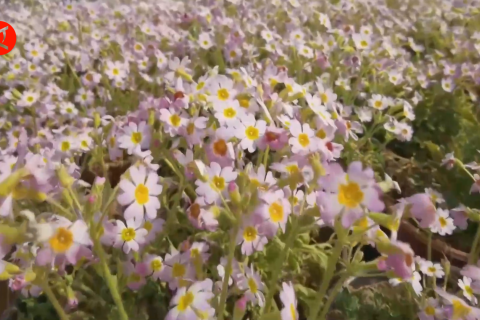Sempat hilang ratusan tahun, spesies bunga langka bermekaran di China