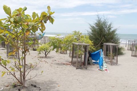 Upaya Pemkot Pariaman hijaukan seluruh kawasan pantai
