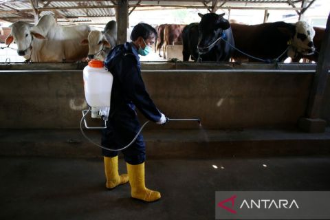 Pemeriksaan hewan ternak untuk cegah penyakit mulut dan kuku