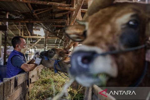 Antisipasi merebaknya penyakit mulut dan kuku (PMK) pada hewan ternak