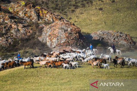 Melatih kuda di padang rumput Mongolia