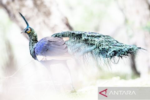 Habitat merak hijau di Taman Nasional Ujung Kulon