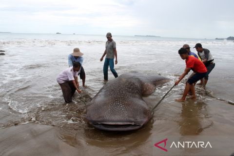 Evakuasi hiu paus terdampar di Pantai Kincie Salido
