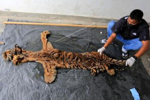 Pengukuran Barang Bukti Kulit Harimau Sumatera