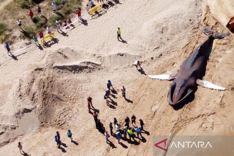 Paus sepanjang 14 meter mati terdampar di pantai Valencia Spanyol