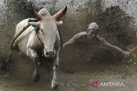 Atraksi Pacu Jawi terdampak wabah PMK