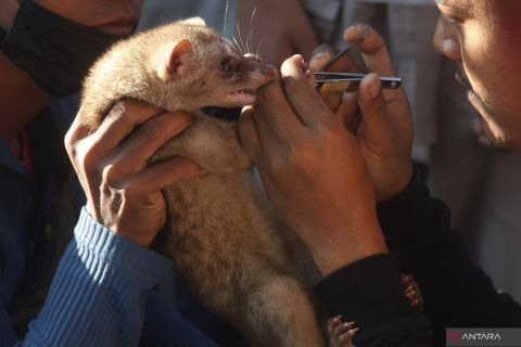 Komunitas pecinta musang