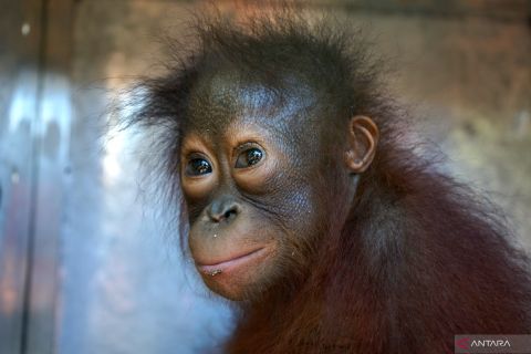 BKSDA Gorontalo sita puluhan satwa dilindungi