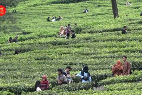 Menikmati keindahan wisata alam kebun teh Puncak