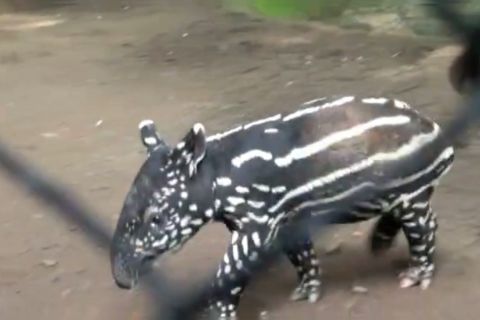 Bayi tapir betina di Kebun Binatang Bandung mencari orangtua asuh