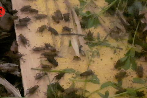 Budidaya Jangkrik di Cirebon siap penuhi &nbsp;permintaan pasar Eropa