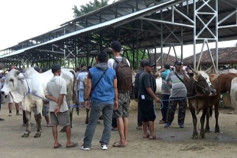 Cegah PMK, Dinas Peternakan Gunungkidul sambangi pasar hewan