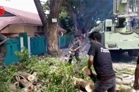 DLH Ternate &nbsp;pangkas cabang pohon rawan tumbang