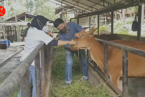 Jambi antisipasi wabah PMK pada sapi jelang hari raya kurban