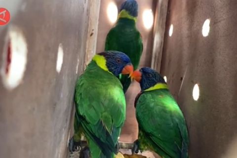 BKSDA Maluku lepas liarkan 68 ekor satwa di Seram Bagian Timur