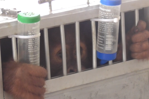 Orangutan Sumatera dipulangkan dari Bogor ke Sumut
