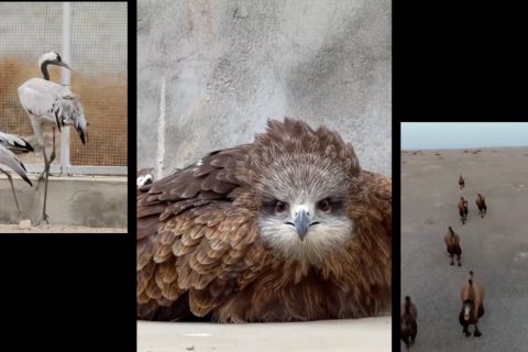 Pusat perlindungan di Wuwei selamatkan satwa liar terancam punah