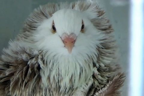 Meraup untung dari beternak merpati hias