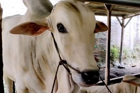 Polresta Cirebon cek peternakan sapi cegah penyebaran PMK