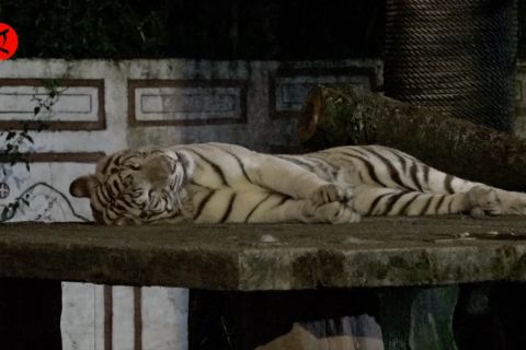 Merasakan sensasi mengunjungi satwa di malam hari