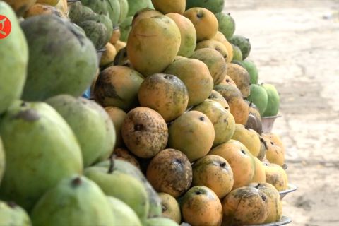 Pemudik arus balik terpincut mangga saat melewati Indramayu