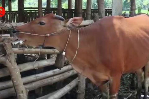 Disnakkeswan NTB deteksi 4 media penyebaran wabah PMK ternak