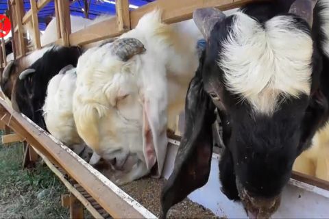 Jateng siap siaga di perbatasan awasi lalu lintas hewan ternak