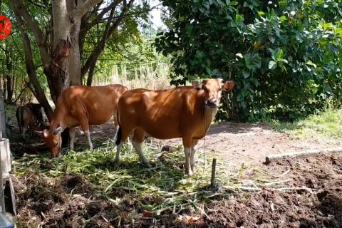 Upaya berbagai daerah menangani penyakit mulut dan kuku