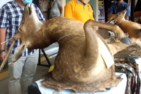 Polres Jember tangkap perajin kulit satwa dilindungi