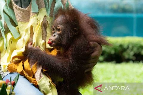 Ulang tahun pertama Noa, si bayi Orang Utan