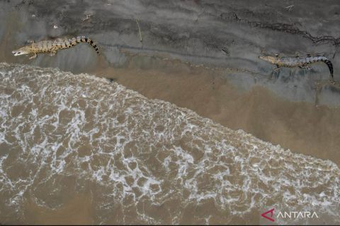 Ancaman buaya di Teluk Palu