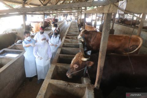 Gubernur Jatim meninjau ketersediaan hewan kurban