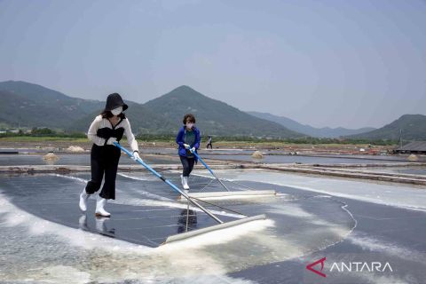 Petani garam tradisional di Buan, Korea Selatan