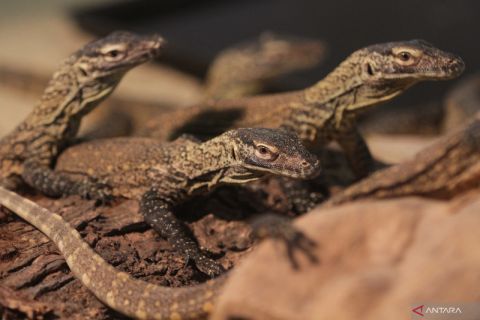 Bayi komodo di Kebun Binatang Surabaya