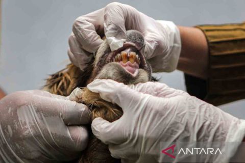 Gerak cepat penanggulangan PMK sapi di berbagai daerah jelang Idul Adha