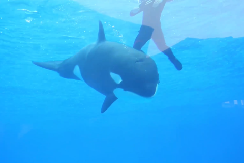 Anak paus pembunuh debut di Shanghai Haichang Ocean Park