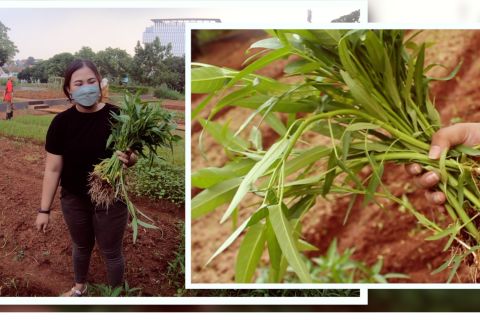 Belajar menjadi petani kota di Agro Edukasi Wisata Ragunan
